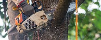 Best Tree and Shrub Care  in Quarryville, PA