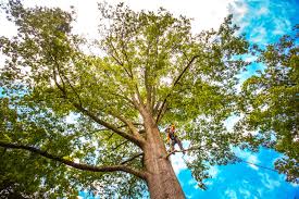 Best Fruit Tree Pruning  in Quarryville, PA