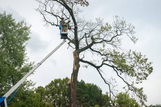 Best Utility Line Clearance  in Quarryville, PA