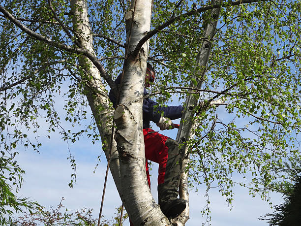 Best Tree Trimming and Pruning  in Quarryville, PA