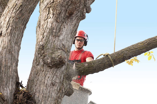 Best Commercial Tree Services  in Quarryville, PA